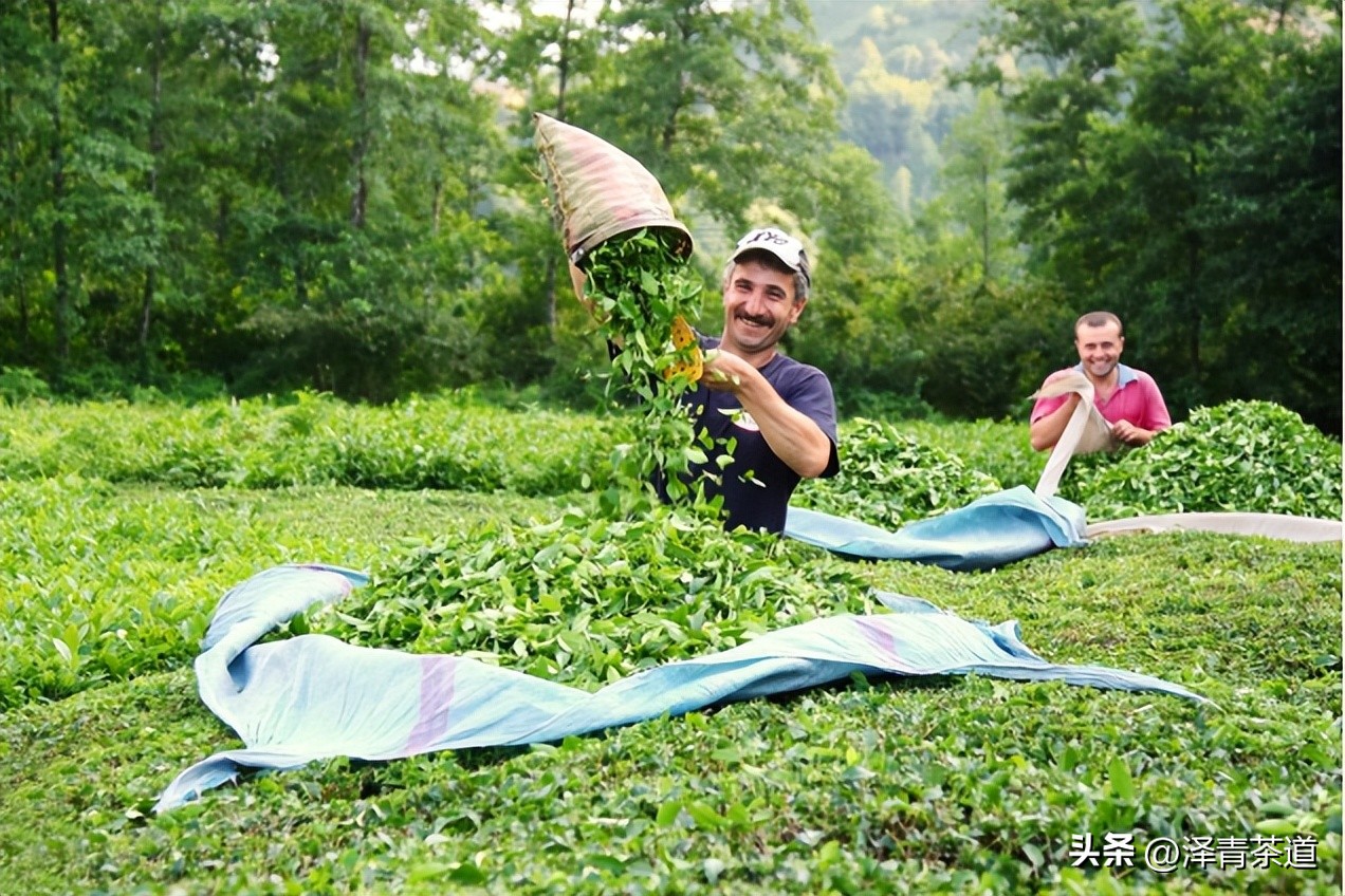 世界十大茶日,国际茶日英文版