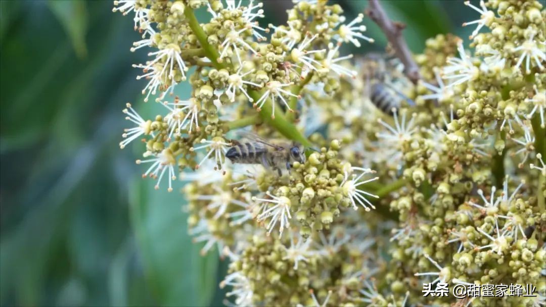 土蜂蜜里面有好多小蜜蜂怎么喝,让养蜂人哭笑不得的蜂蜜做法