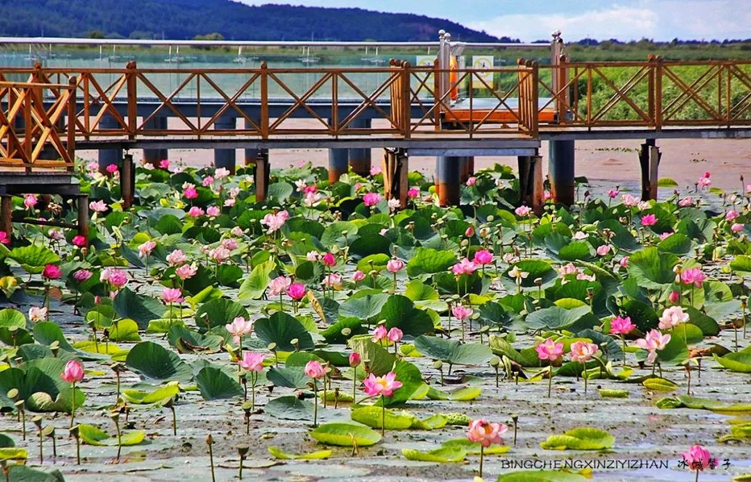 中俄边境线上的小城：逊克，披着“红珠绿边银装”的生态边城