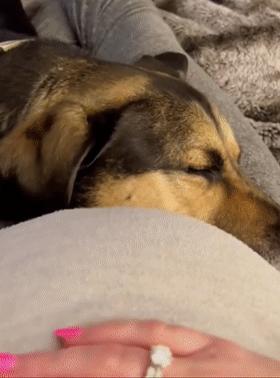 狗狗听主人胎动很惊讶,狗狗听胎动惊讶