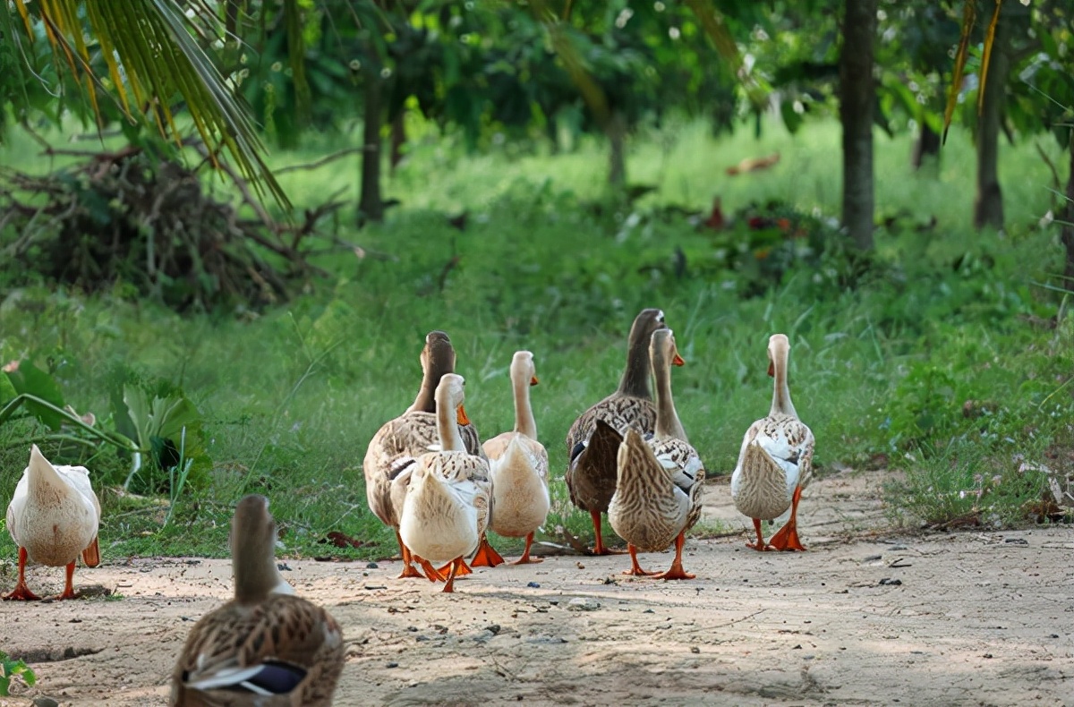 鸭子霉菌病症状,鸭子霉菌中毒怎么治疗最有效