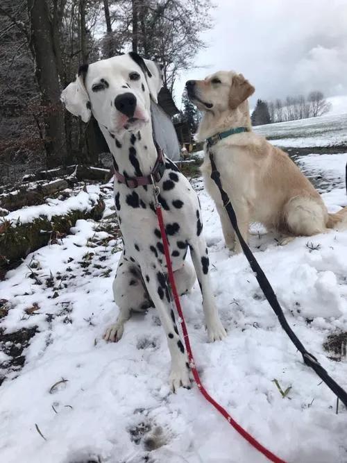 瑞士是怎样一个国家,瑞士是个怎样的国家