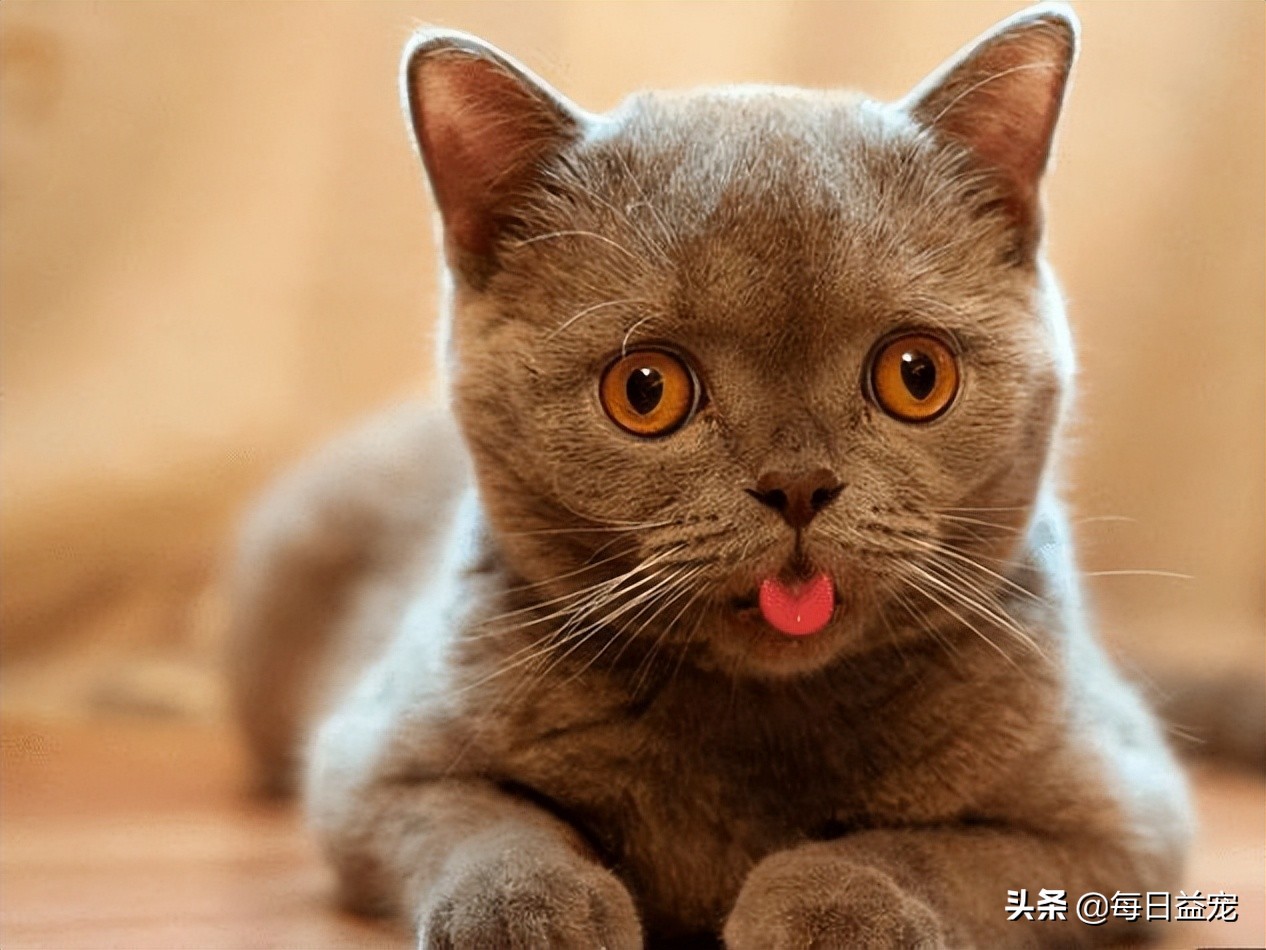 猫咪感冒了怎么办？这样做可以好得快