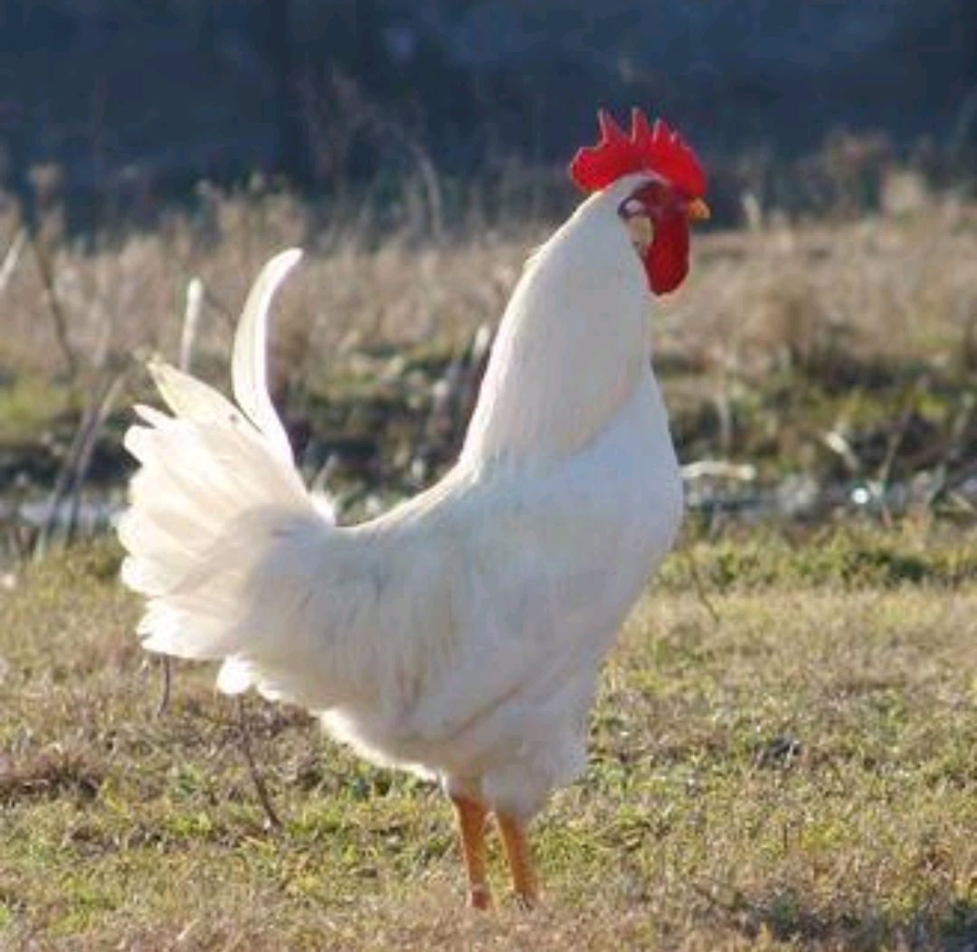 家里有三物家败人丁散都是哪三物,家养三宝