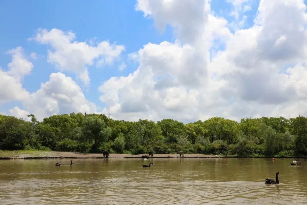 上海野生动物园最新攻略,上海野生动物园游玩攻略最新