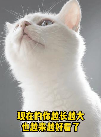 没有写完的黄猫胖太阳的故事