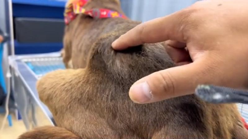 上颚烂空，把树叶当食物，它还在等着，可它的主人却早已将它抛弃