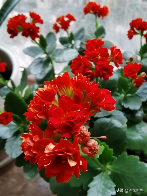 养这10种花越养家里越干净,这8种花最旺家只需养一盆