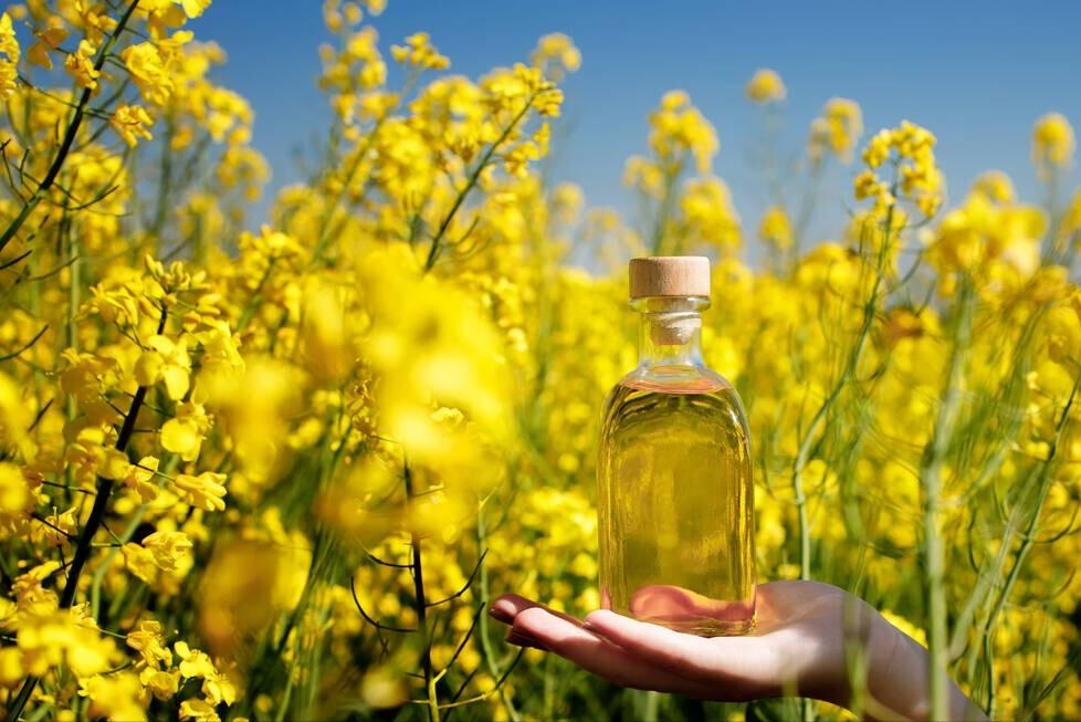 为啥买的菜籽油没香味,为什么买的菜籽油没有农村榨的香