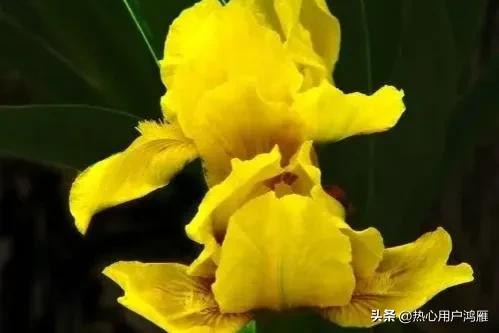 鸢尾花的寓意是,鸢尾花的寓意和象征风水