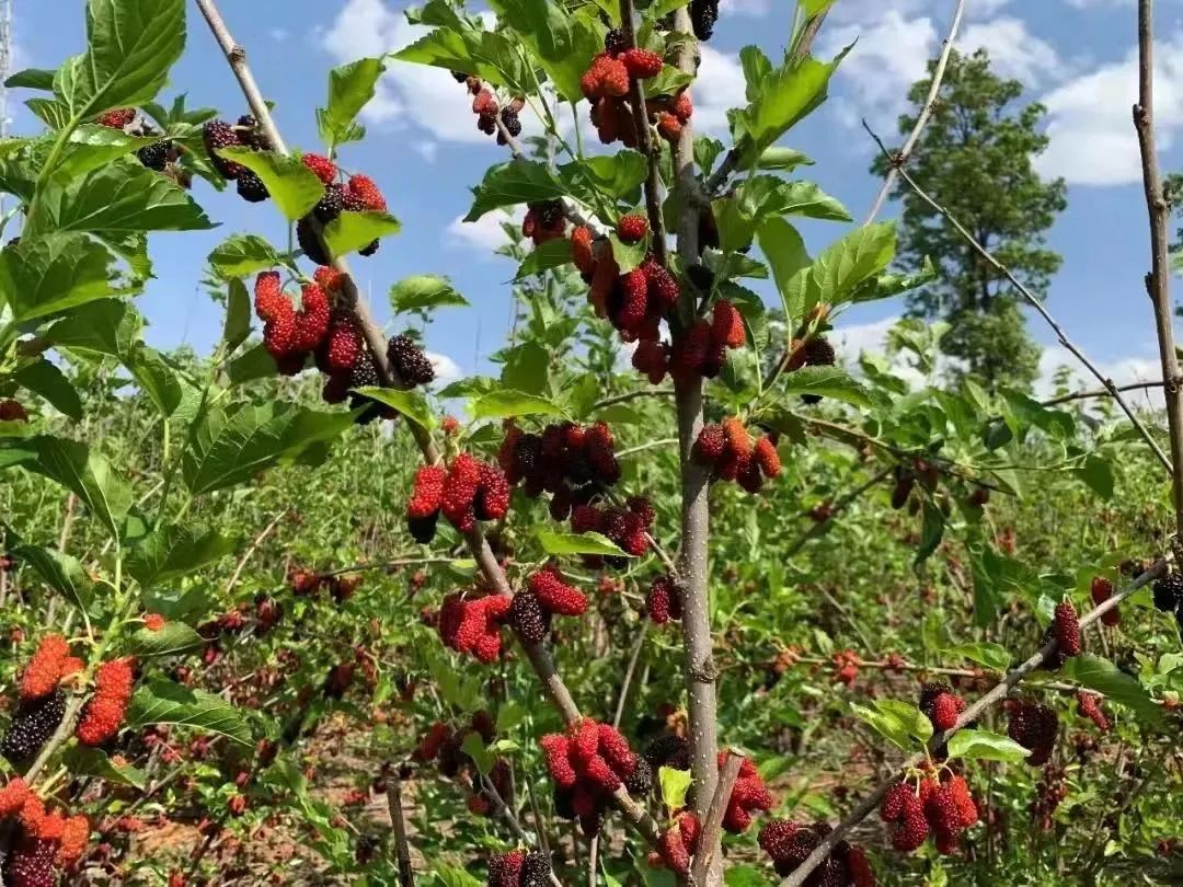 昆明今年樱桃采摘,新鲜樱桃上市