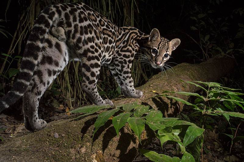 20年广东老太捡到一只“野猫”,越养越不对劲,专家看后立即报案