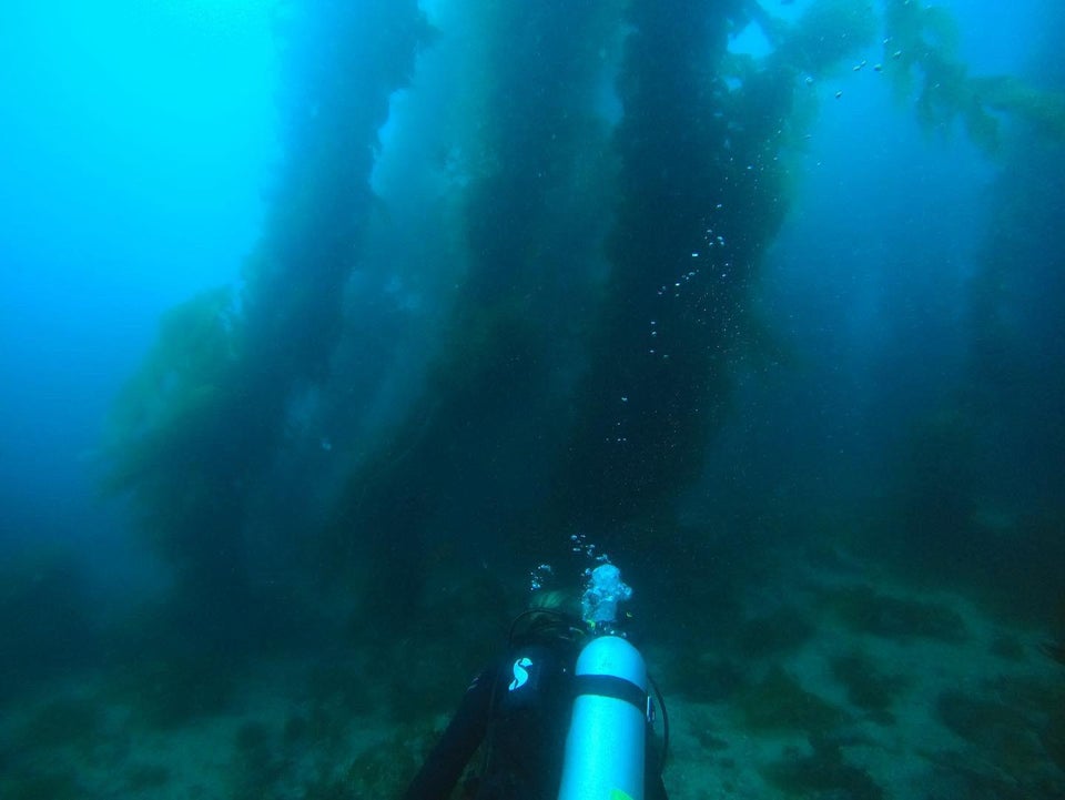 未解之谜深海巨蟒多大,海洋巨蟒真实图片大全