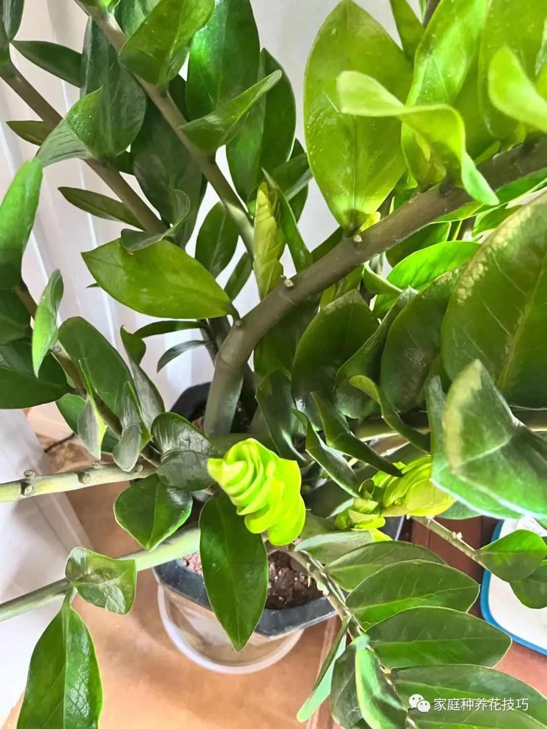 招财进宝植物的风水,寓意招财进宝的植物