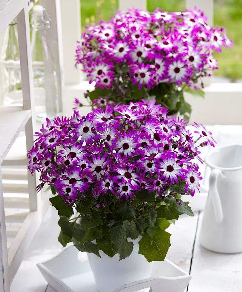 4种花适合新手养漂亮好养,20种坑人的花