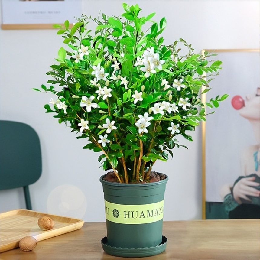 十种最旺家庭的小盆景,各种小盆景大全图片