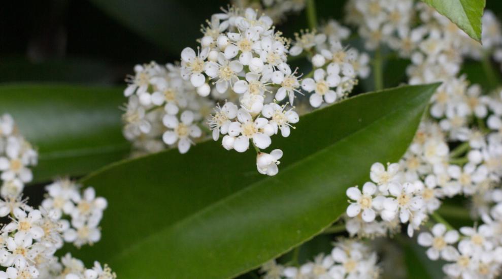 石楠冬日花开诗句,红叶石楠花诗句