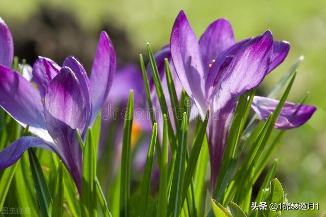 分享美图图片,紫罗兰花写实风图片