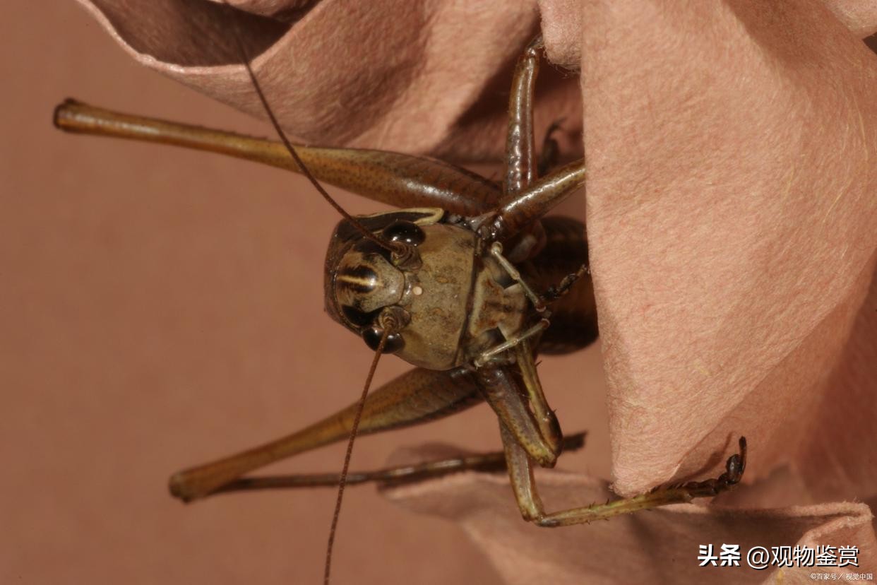 蟋蟀晚上一直叫怎么回事,蟋蟀躲在墙缝里一直叫