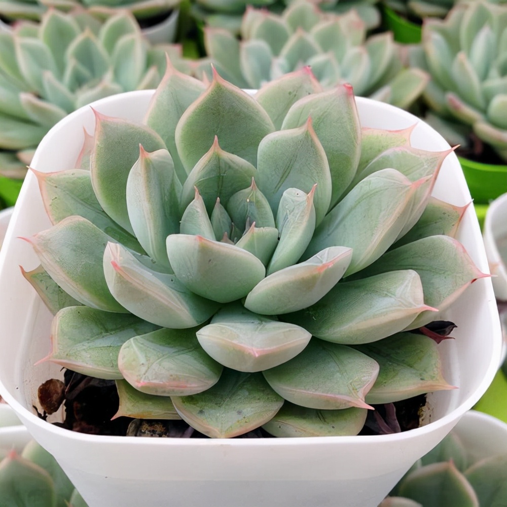 十二卷多肉的品种图鉴,100种多肉植物图片大全