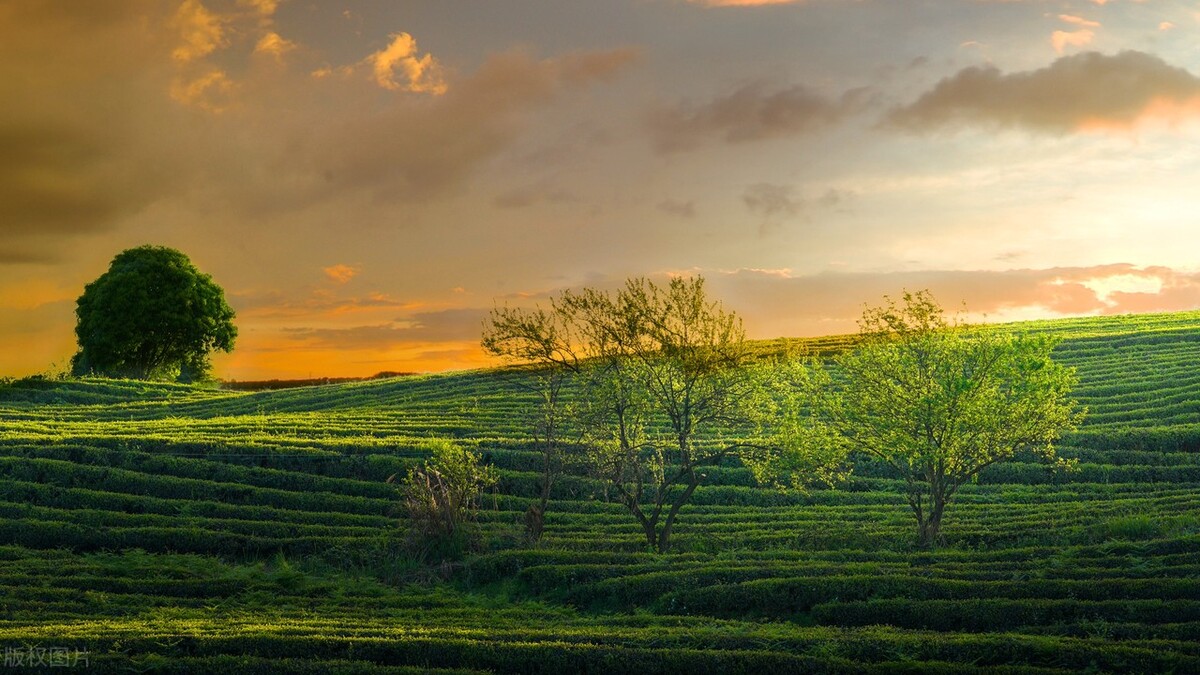 中国茶成功申遗,为什么中国茶文化申遗能够成功