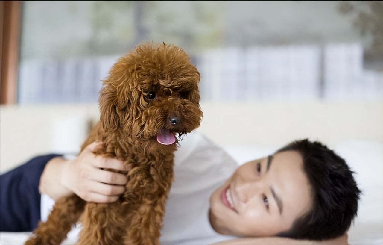 泰迪频繁“舔人”，是想告诉你这6件事，别再忽略了