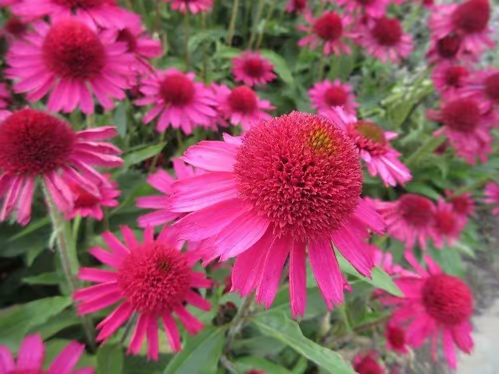 最好养的室内驱蚊植物是什么,适合室内养的驱蚊花卉有哪些品种