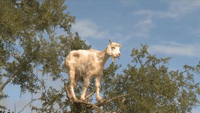 摩洛哥踢球干净吗,摩洛哥是怎样的一支球队