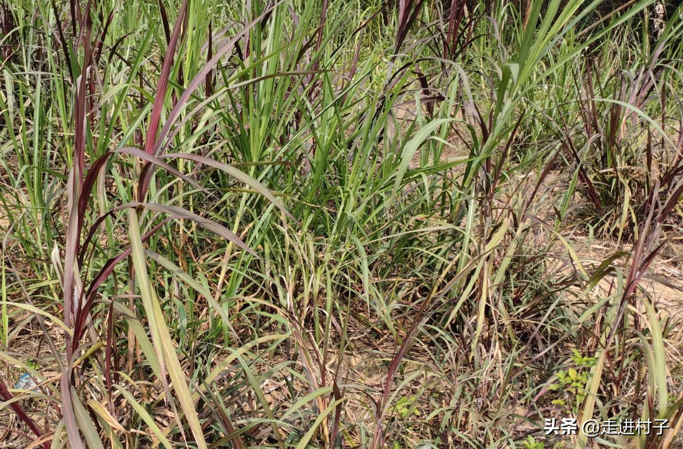 农村人自制高级营养土最简单,怎么低成本自制营养土