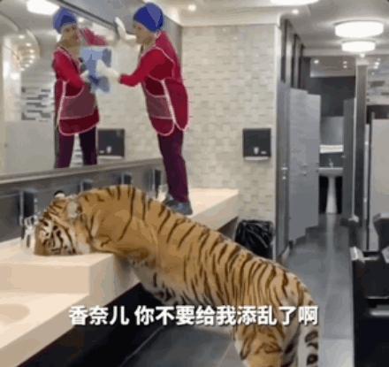 非洲雄狮打群架,俄罗斯战斗民族跟狮子打架