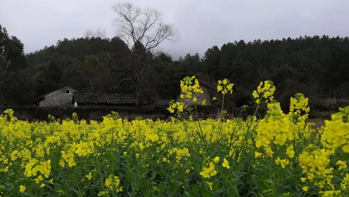安徽一地多人遭雷击2人身亡,2003年安徽村民遭雷劈死亡