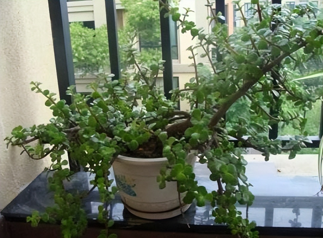 什么树可以除甲醛适合放客厅,室内放什么树比较会吸甲醛