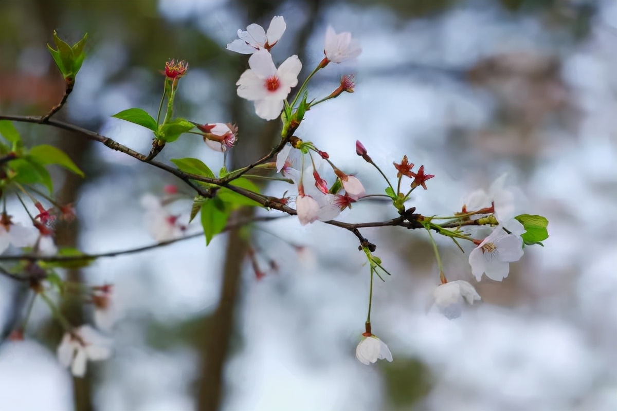 梦里多少花落无人知,梦里不曾落花