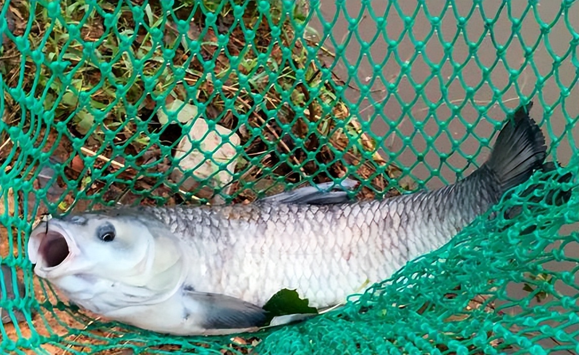 四大家鱼之首青鱼,青鱼是鬼鱼还是索命鱼