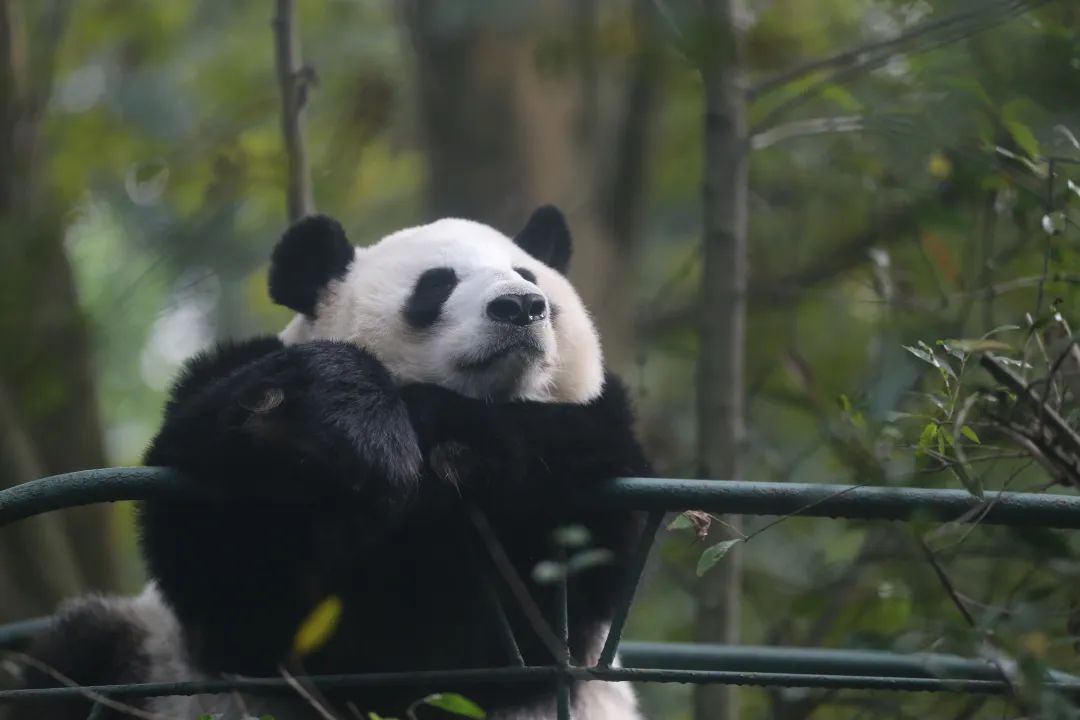 来认识长在石头上的植物,成都有哪些生物
