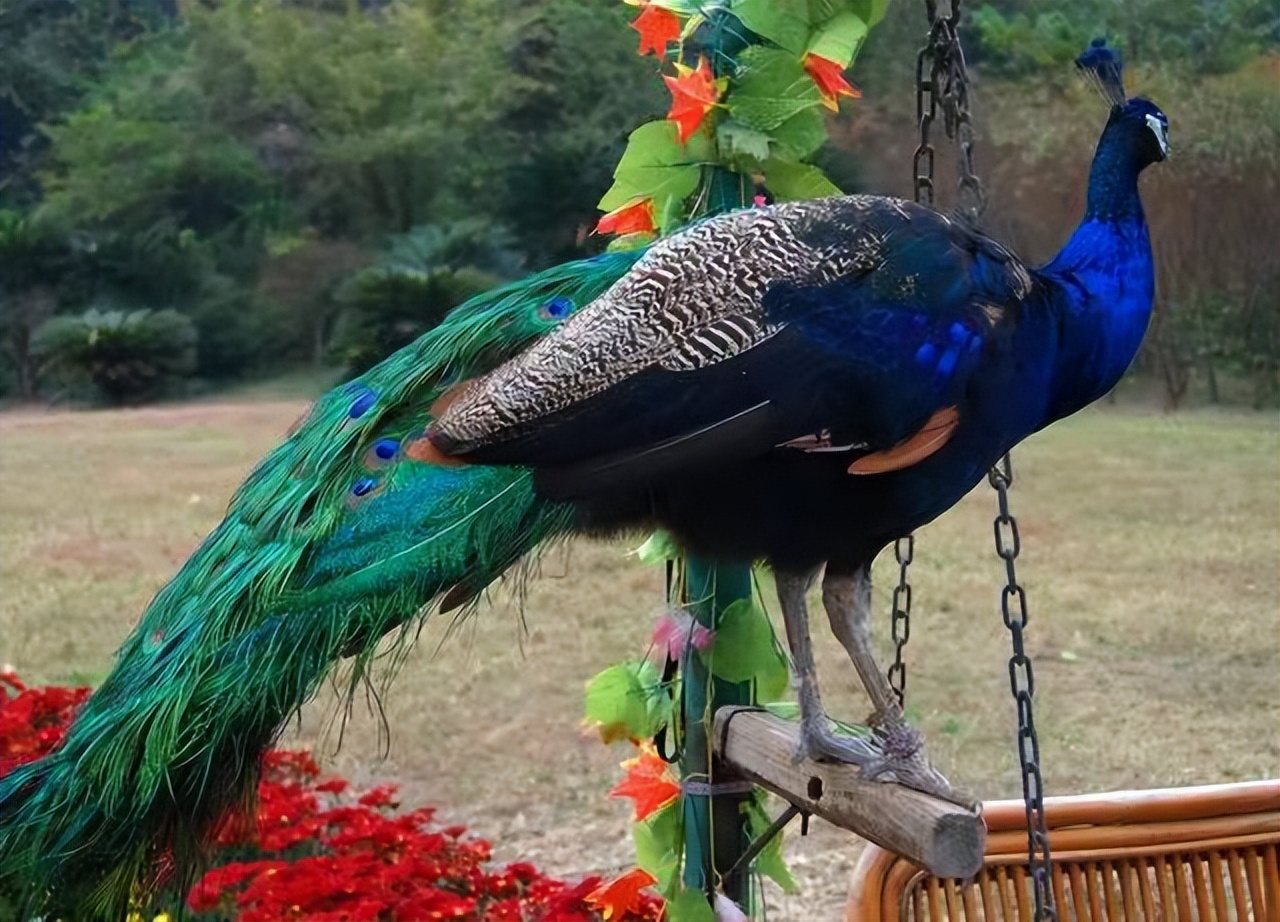 养孔雀赚钱吗真实收入,在农村养孔雀挣钱