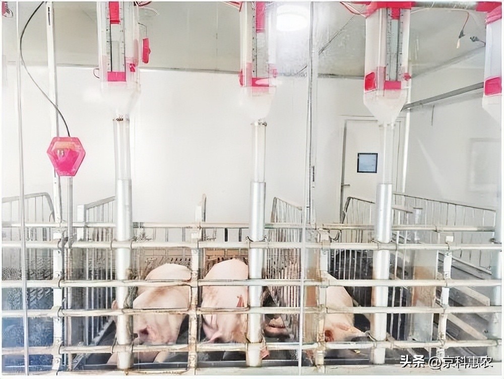 智能化养殖包括什么,智能化养殖的优点和缺点