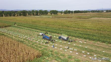 农地云,乡村振兴鲜食玉米产业