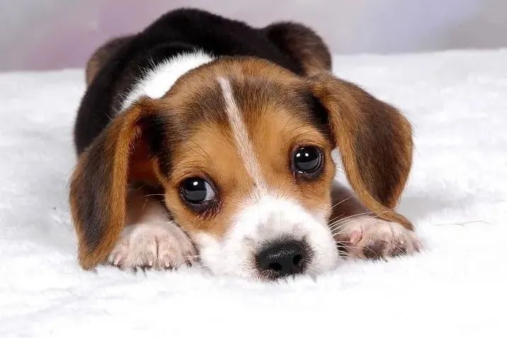 毛孩子应激反应了怎么办,主人应该怎样处理毛孩子的常见病