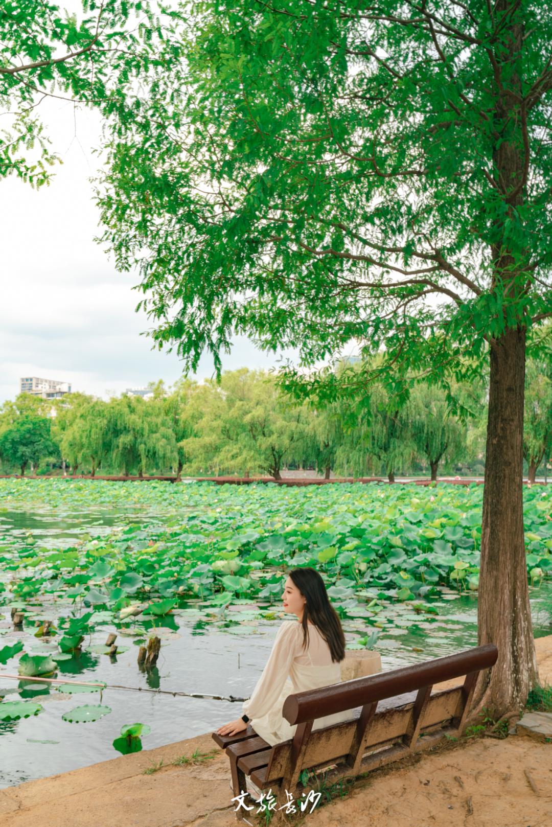 长沙赏秋去哪里,长沙第一波赏荷地图