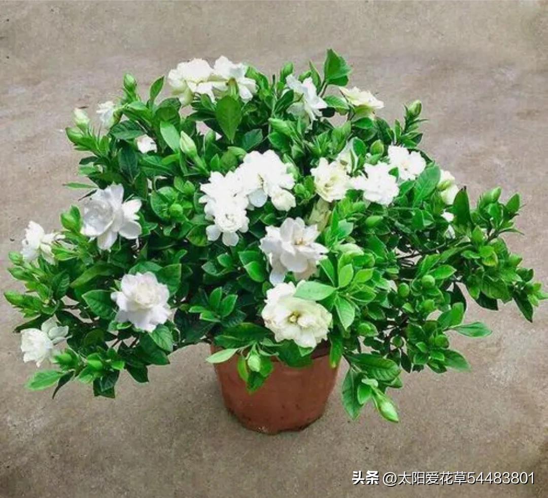 天热后，6种花太能飘香，幸亏我家养了一盆，一花香满屋