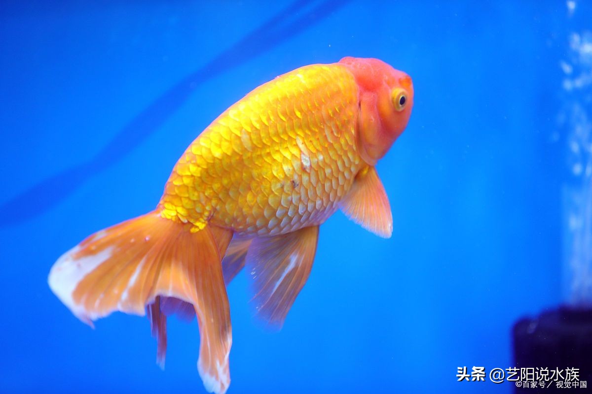 养金鱼和热带鱼的区别在哪,热带鱼金鱼哪个好养一点