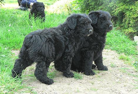 世界名犬大赛全程视频,世界名犬狗狗品种大全