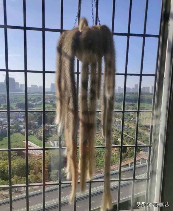 多肉九尾狐有长毛和短毛之分吗,猴尾柱与九尾狐哪个粗一点