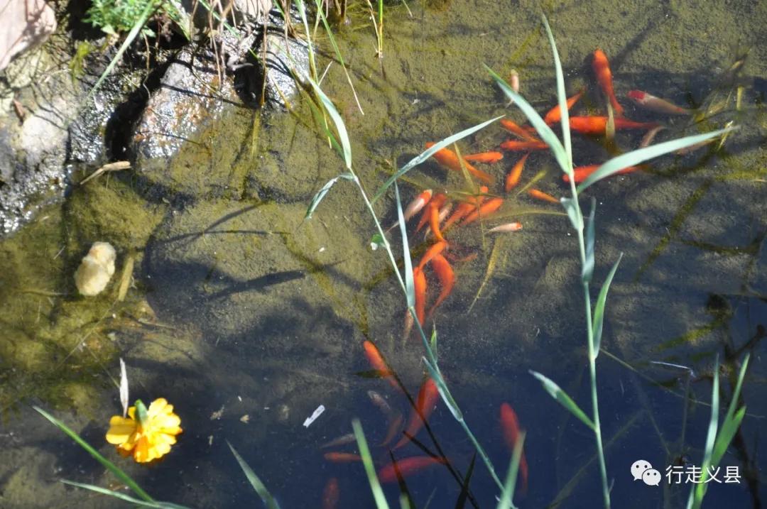 金秋十月看万山红遍层林尽染,金秋十月看红叶的诗句