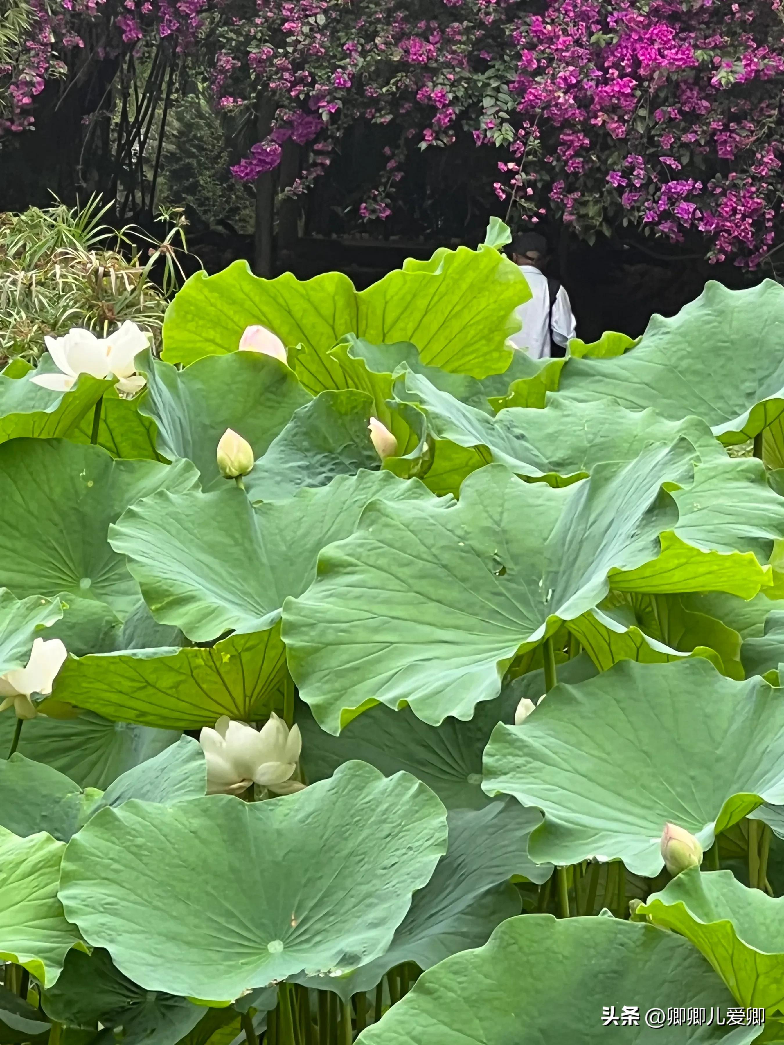 夏日荷花别样美,夏至赏荷映日荷花别样红