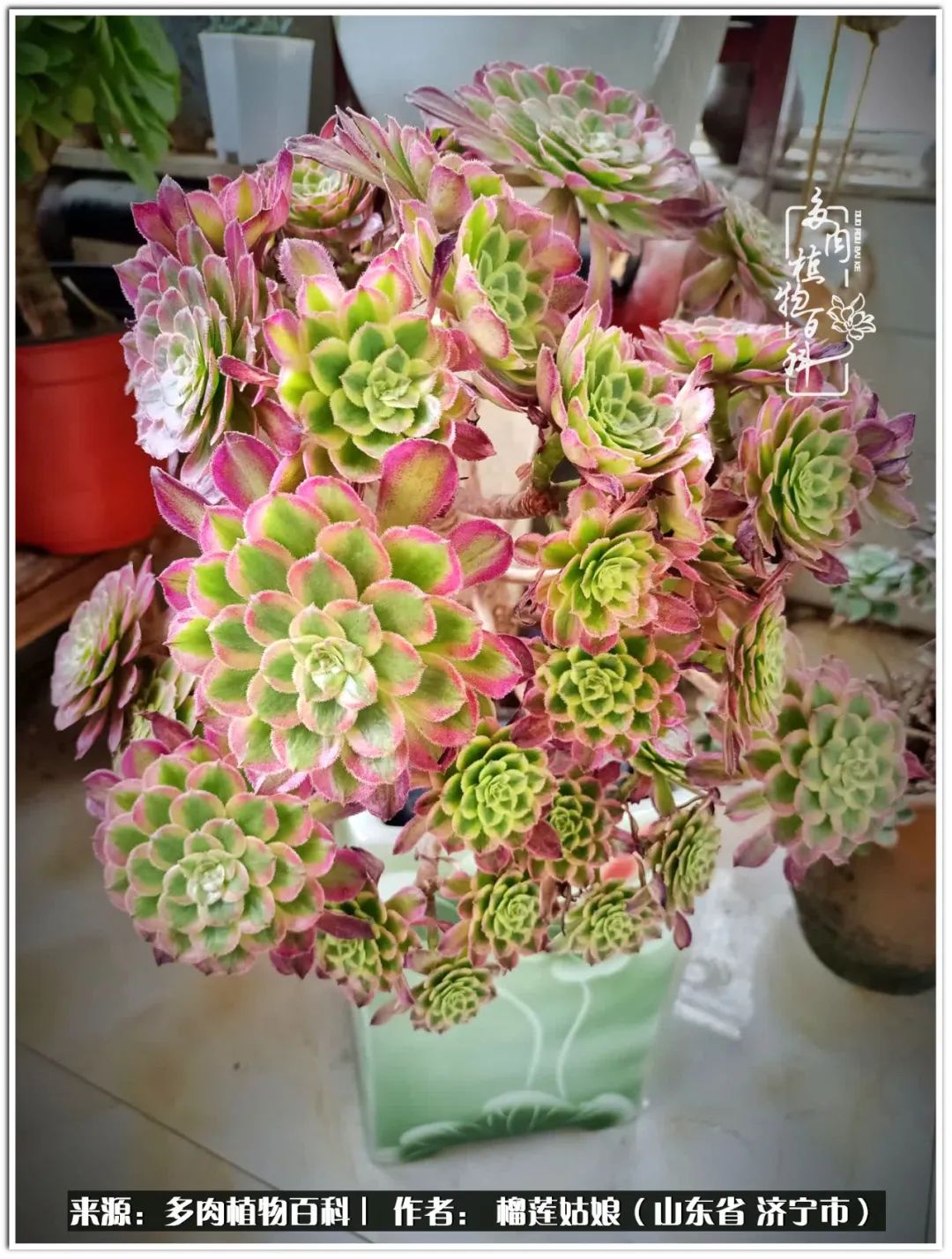 繁花似锦觅安宁淡如流水度一生,繁花似锦觅安宁淡云流水度人生