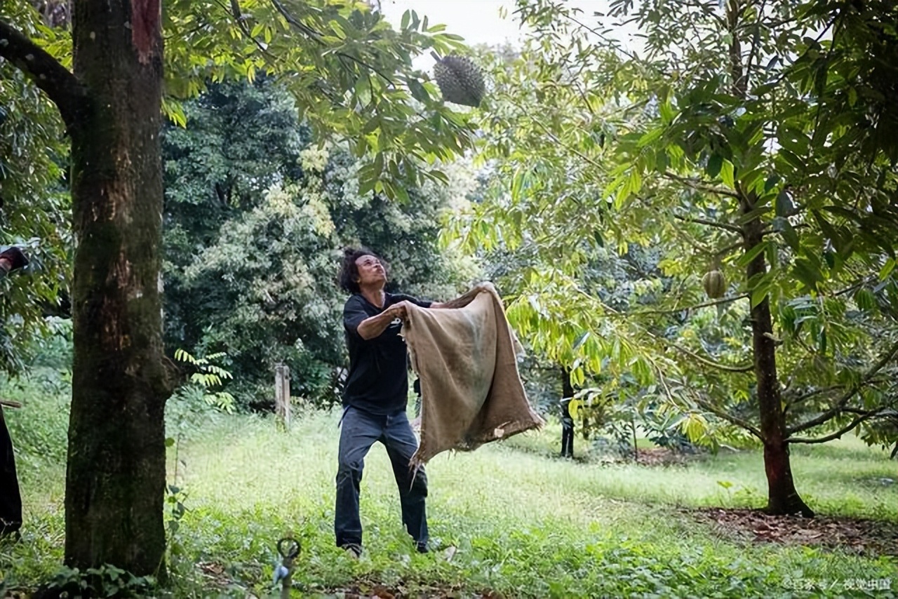 为实现“白菜价榴莲”，中国一直在努力！如今降价了值得高兴吗？