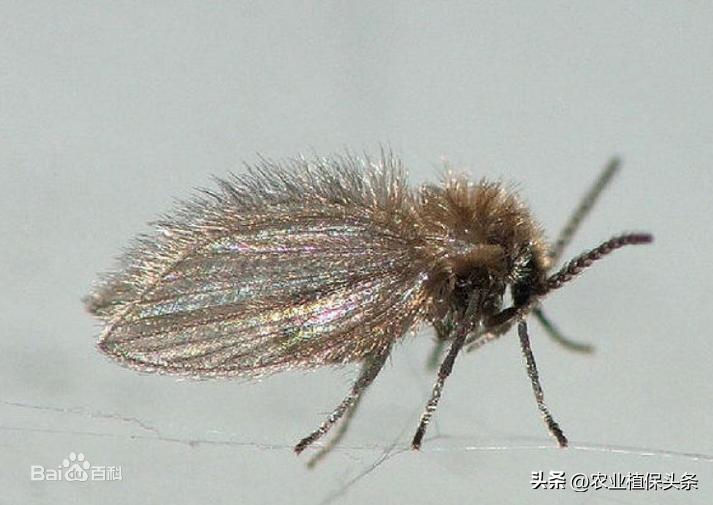 昆虫的习性与行为与害虫防治,害虫防治与昆虫分类