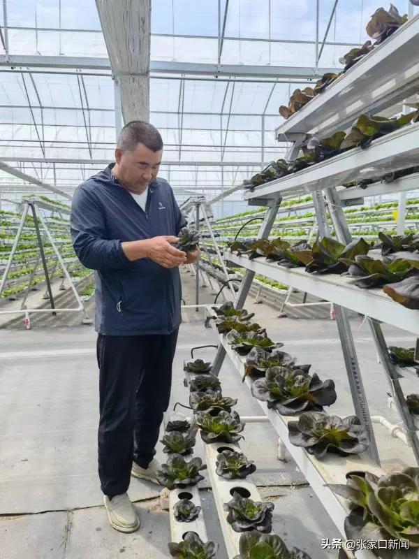大型智能化蔬菜种植大棚建设项目,走进现代农业科技展馆